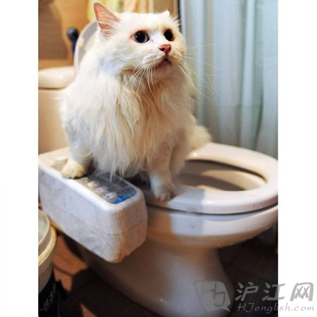 猫咪专用的冲厕器